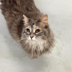 A fluffy grey and white cat with green eyes looking up.