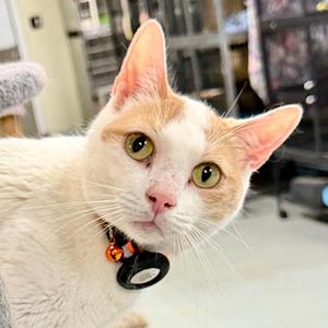 LOVE BUG, adult, available for adoption