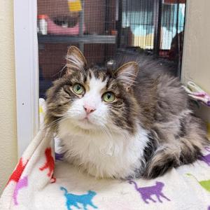 DAISY, senior, available for adoption