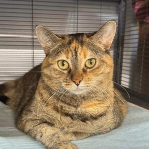 BONNIE, young, available for adoption