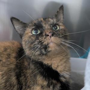 Close-up of a tortoiseshell cat looking up with its mouth slightly open and whiskers spread wide.