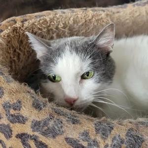 A close-up of a white and gray cat with green eyes lying in a leopard-print bed.