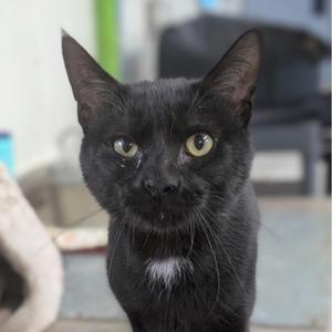 BLACK JACK, young, available for adoption
