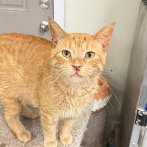 An orange tabby cat standing on a carpeted floor, looking directly at the camera with a slightly concerned expression. The cat has bright green eyes and is positioned near a door with a metal handle.