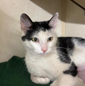 BANGS, young, available for adoption