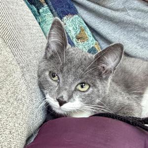 A gray cat with green eyes is resting on a couch, surrounded by a blanket and a purple cushion.