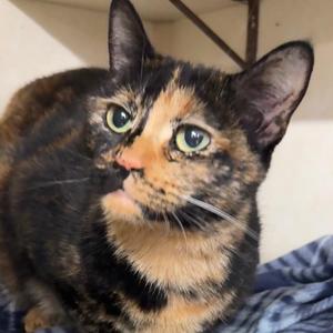 MISS KITTY, young, available for adoption