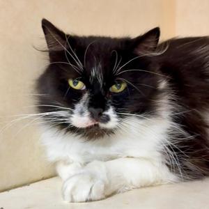 MUNCHKIN, adult, available for adoption