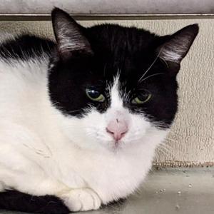 Baby Girl - Foster, adult, available for adoption