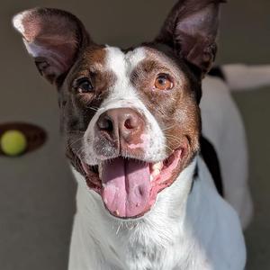 AUDREY HEPBURN, Pit Bull Terrier Mix, adult, available for adoption