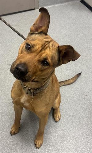AVA, Pit Bull Terrier, young, available for adoption