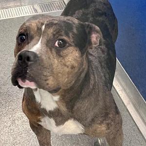 ARTHUR, Pit Bull Terrier, adult, available for adoption