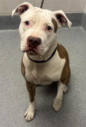 ASTRA, Pit Bull Terrier, adult, available for adoption