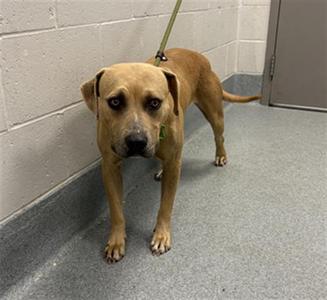 BETHANY, Pit Bull Terrier, adult, available for adoption