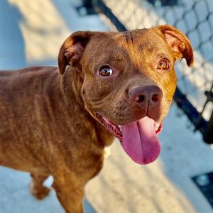 BEAR, Pit Bull Terrier and English Bulldog, adult, available for adoption