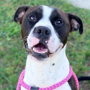 AUSTRO, Pit Bull Terrier, adult, available for adoption