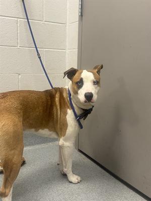 BEETHOVEN, Pit Bull Terrier, young, available for adoption