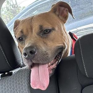 AVA, Pit Bull Terrier, adult, available for adoption