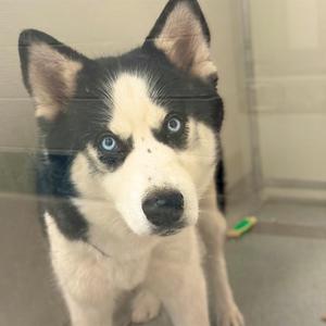 A close-up of a husky puppy with striking blue eyes, looking directly at the camera through a glass surface. The puppy has a black and white coat with a distinctive facial marking. In the background, a green object is partially visible on the floor.