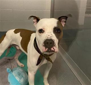 A brown and white dog with a black collar standing in a room with a blue toy on the floor.
