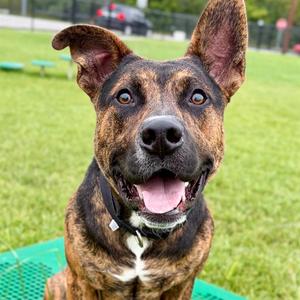BINGO, Pit Bull Terrier and German Shepherd Dog, young, available for adoption