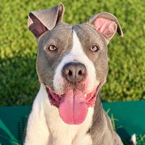 BAZ, Pit Bull Terrier, young, available for adoption