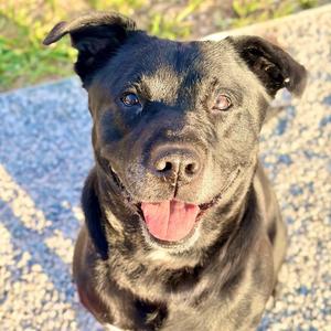 ARIES, Labrador Retriever Mix, adult, available for adoption