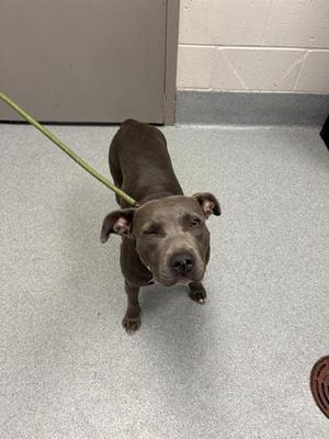 A brown dog on a green leash standing on a gray floor.