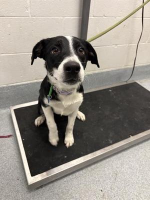 AMETHYST, Border Collie Mix, young, available for adoption