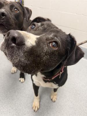 BELLA, Pit Bull Terrier Mix, senior, available for adoption