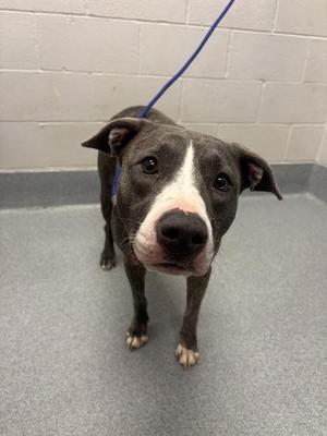 A black and white dog with a blue leash standing on a gray floor in front of a white brick wall.