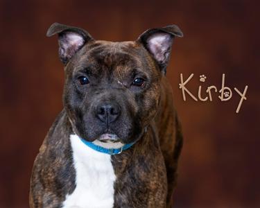 Kirby, Pit Bull Terrier, young, available for adoption
