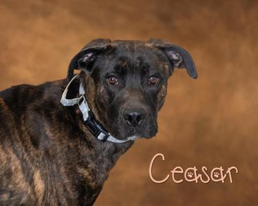 Ceasar, Great Dane / Pit Bull Terrier, adult, available for adoption