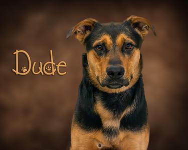 A black and tan dog with floppy ears and a brown background. The word 'Dude' is written in cursive on the left side of the image.