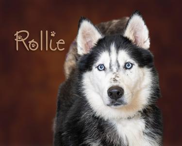 Rollie, Husky, young, available for adoption