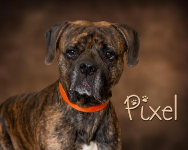 Pixel, Pit Bull Terrier / Mastiff, adult, available for adoption