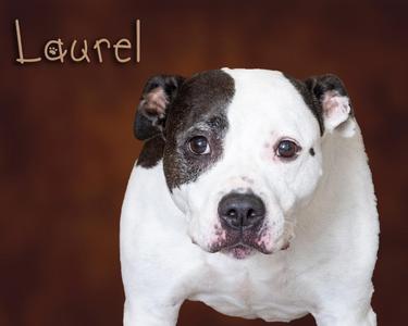 Laurel, Pit Bull Terrier, adult, available for adoption
