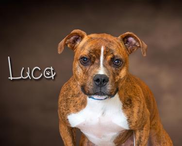 Luca, Pit Bull Terrier, adult, available for adoption