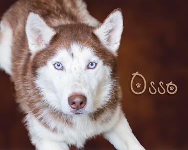 Osso, Husky, young, available for adoption
