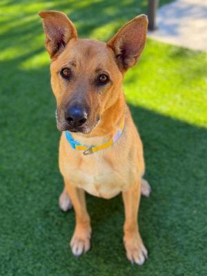 CHULA, German Shepherd Dog, senior, available for adoption