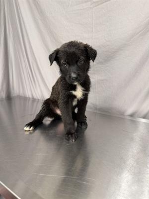 AGATHA, German Shepherd Dog / Belgian Shepherd Malinois, puppy, available for adoption