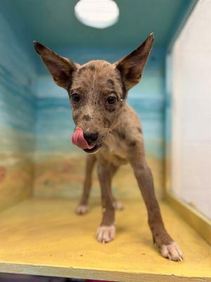 SKY, Catahoula Leopard Dog, puppy, available for adoption