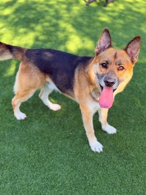 A German Shepherd dog standing on green grass with its tongue out.