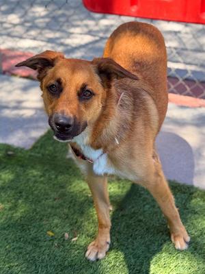 FALCA, Australian Cattle Dog/Blue Heeler, adult, available for adoption