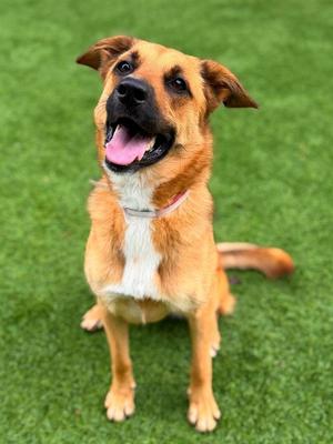 FALCA, Australian Cattle Dog/Blue Heeler, adult, available for adoption