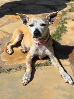 ANNIE, Whippet, senior, available for adoption