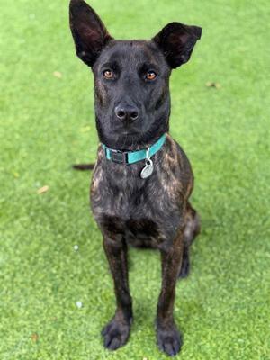 RASPBERRY, Belgian Shepherd Malinois, young, available for adoption