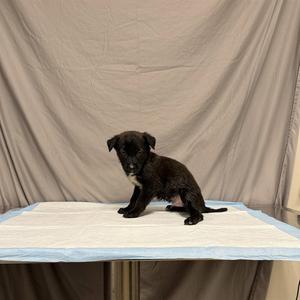 NIGEL, German Shepherd Dog / Belgian Shepherd Malinois, puppy, available for adoption