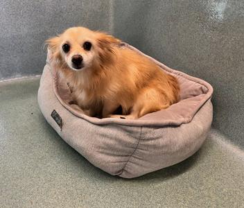 ALEJANDRA, Chihuahua, senior, available for adoption