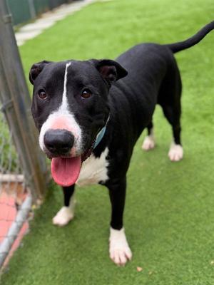 LUCA, Bull Terrier, young, available for adoption